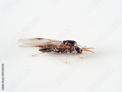Acrobat ant with wings. Genus Crematogaster