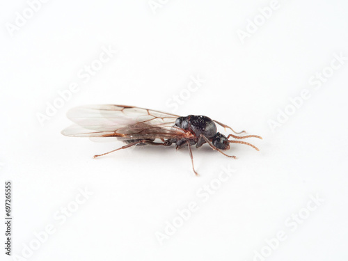 Acrobat ant with wings. Genus Crematogaster © Macronatura.es