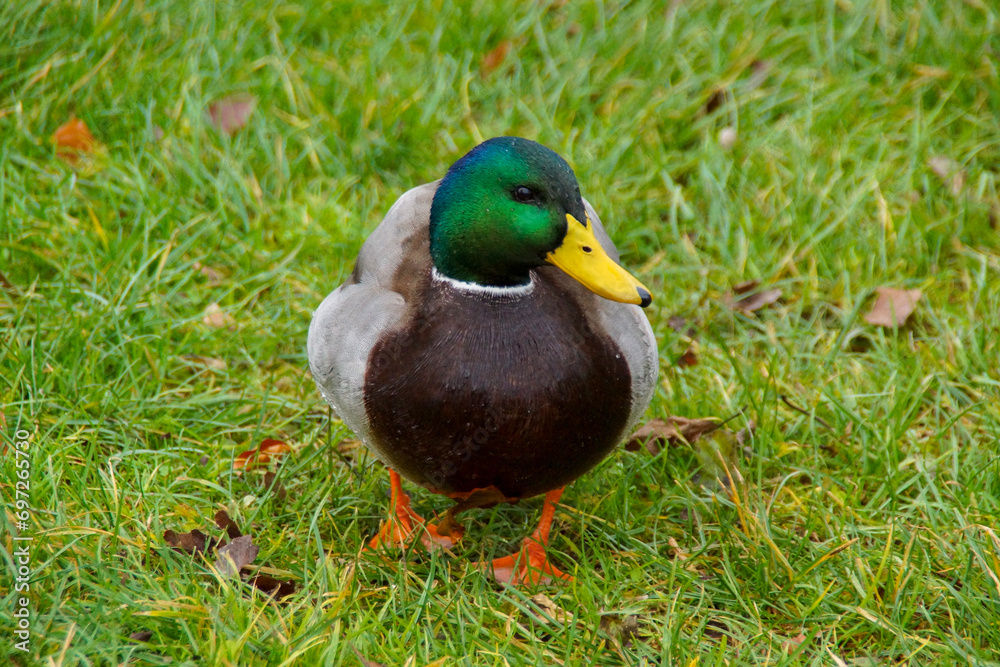 Fotos von Männlichen und Weiblichen Enten am Wörthersee Fotos von Männlichen und Weiblichen Enten am Wörthersee