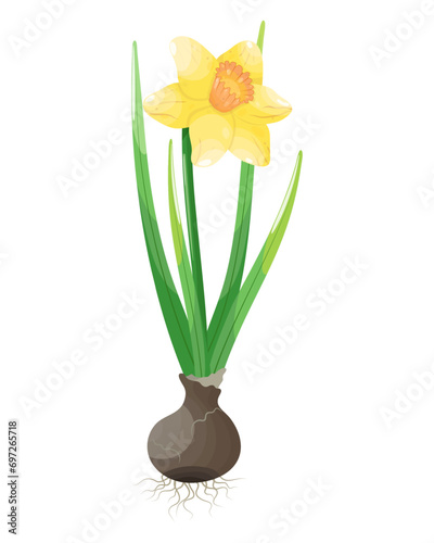 Narcissus flower in pot isolated on white background. Vector illustration.