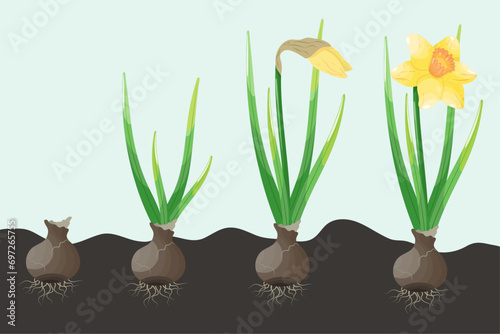 Daffodil and narcissus in the soil. Vector illustration