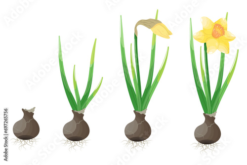 Narcissus flowers set isolated on white background. Vector illustration.