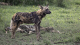African wild dogs in the wild