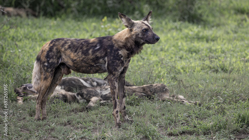 African wild dogs in the wild