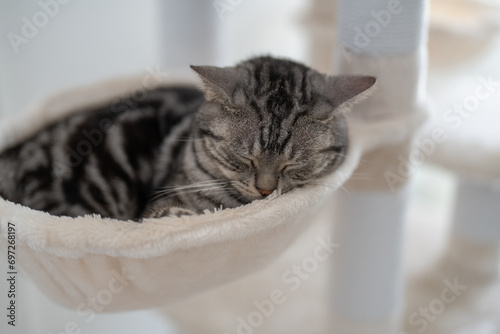 Fototapeta Naklejka Na Ścianę i Meble -  Peaceful Slumber: American Shorthair Cat Napping in a Cat Tower キャットタワーで眠るアメリカンショートヘアの子猫
