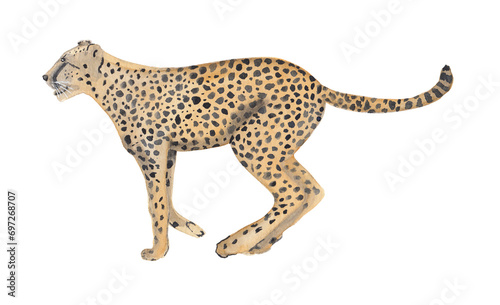 Cheetah watercolor illustration Handpainted animal clipart