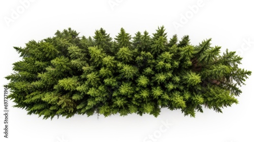 A top-down view of a tree against a white background. This image can be used for various purposes