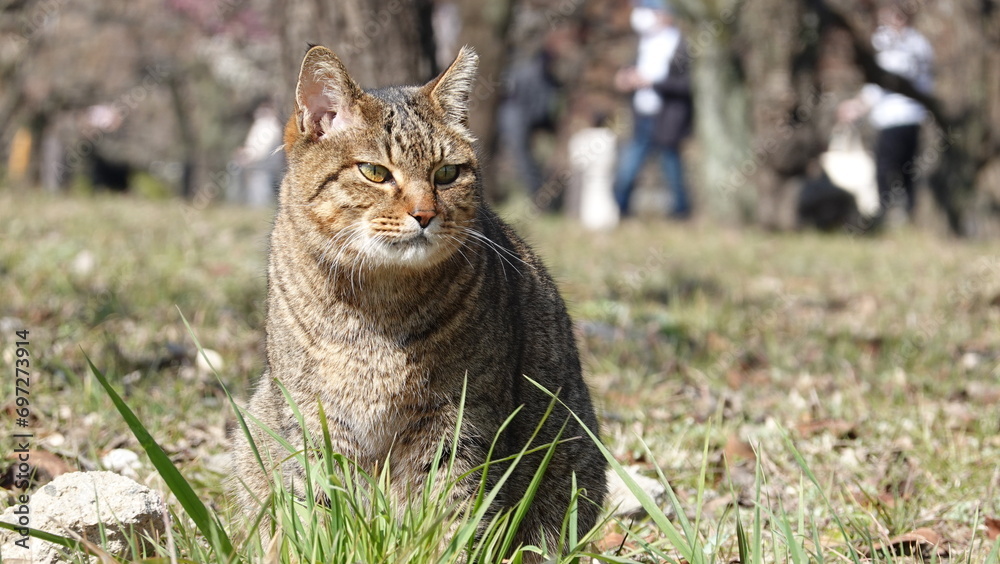 Naklejka premium のらねこ