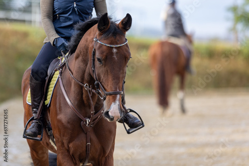 Horse with rider, head portraits of the horse with ears pointed forward attentively. © RD-Fotografie