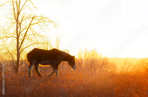 A Clydesdale horse silhouette standing in an autumn meadow at sunset