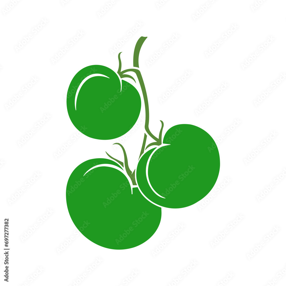 Ripe tomato cluster in greenhouse. Vegetables: Tomato Isolated on White Background Ripe tomato cluster in greenhouse. Vegetables: Tomato Isolated on White Background