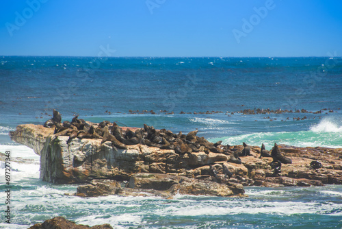 View of some sea lion on the famous Cape of Good Hope in South Africa	