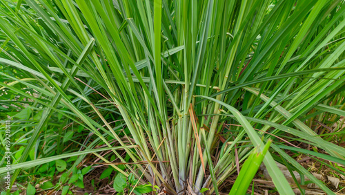 Fresh green citronella or Cymbopogon plant
