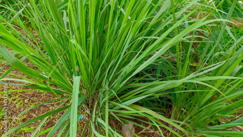 Fresh green citronella or Cymbopogon plant photo