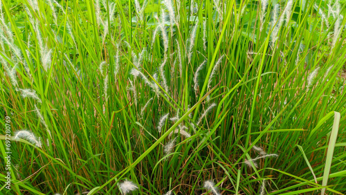 The wild grass plant alang alang or Imperata cylindrica photo