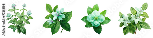 Mint Hyperrealistic Highly Detailed Isolated On Transparent Background Png File