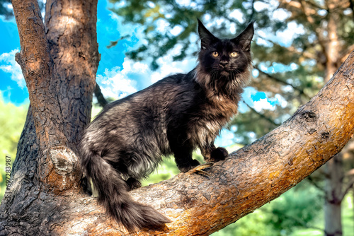 A very cute black Maine Coon cat sitting on a tree...