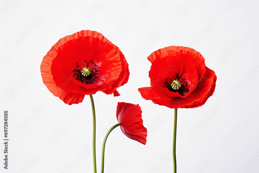 Obraz premium two red flowers are in a vase