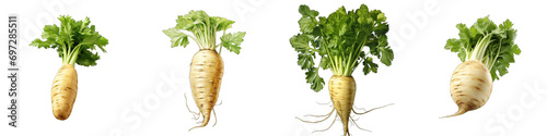 Parsnip Hyperrealistic Highly Detailed Isolated On Transparent Background Png File