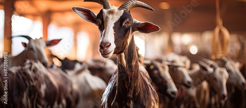 Goat meat in Moroccan food market. photo