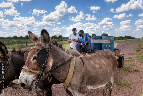 donkey card with four donkeys on a cart carry water drums near the highway, caucasian man with a phone talking to the driver photo