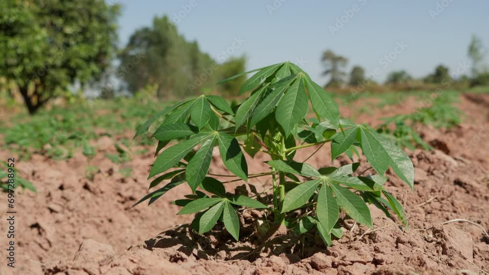 Cassava leaves fluttering in the wind at a rural cassava plantation in dry season in Thailand. Footage B roll Cassava leaves fluttering in the wind at a rural cassava plantation in dry season in Thailand. Footage B roll