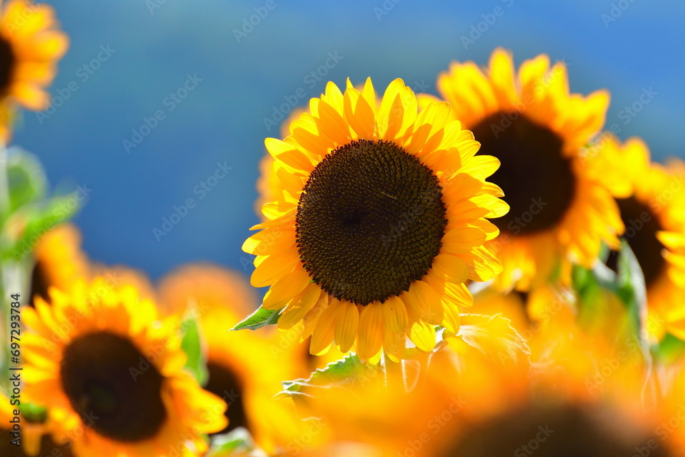 Obraz premium 上堰潟公園のひまわり畑（新潟県）