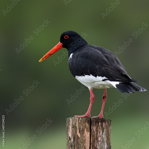 Eurasian Oystercatcher Austernfischer Texel