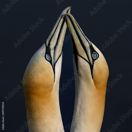 Northern Gannet Basstölpel, Helgoland Lange Anna