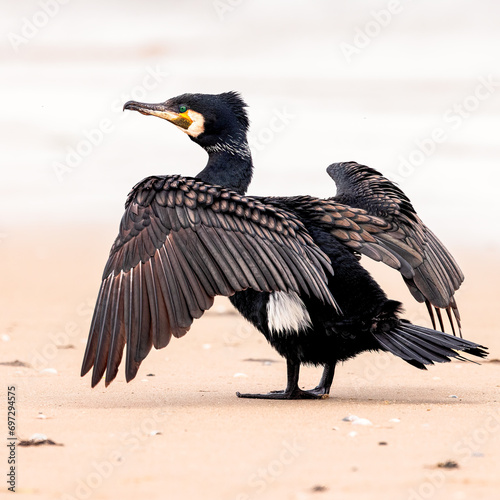 Cormorant, Texel
