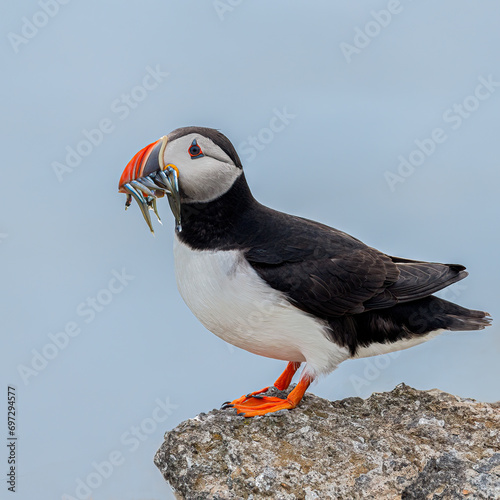 Atlantic Puffin - Isle of May, Scotland