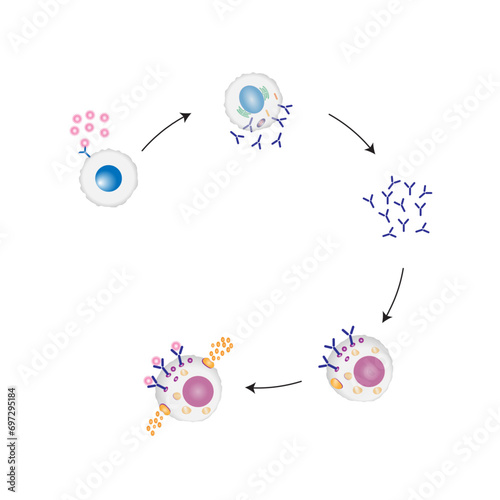 Allergy mechanism. Anaphylactic reaction, allergic reaction, Autoimmune disorders, allergy and anaphylaxis. Mast cells, b cell, basophils and IgE antibodies are in involved in Anaphylactic reaction.