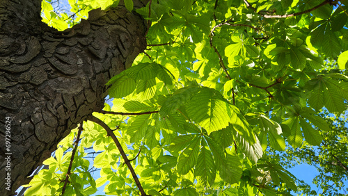 Large chestnut tree with fresh bright green foliage photo