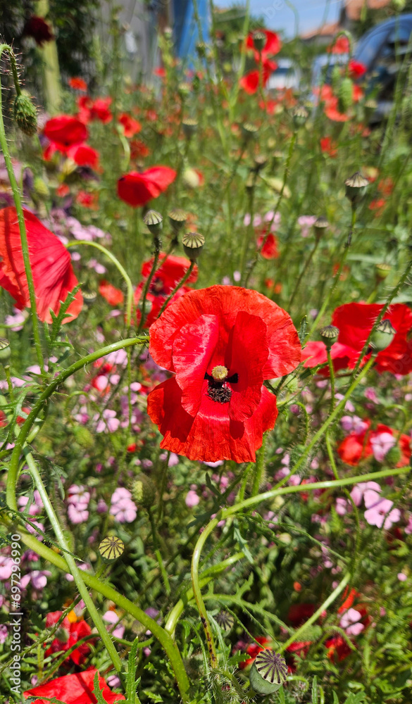 Beautiful bright red poppies and other flowers
