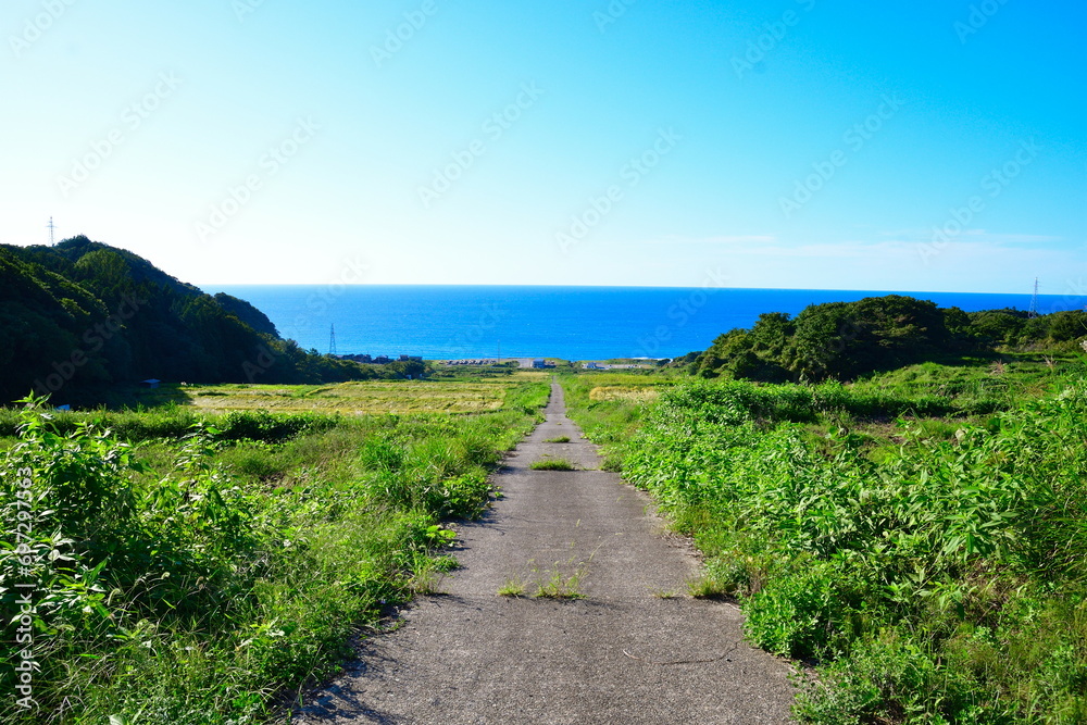 稲穂　中浜の棚田（新潟県）