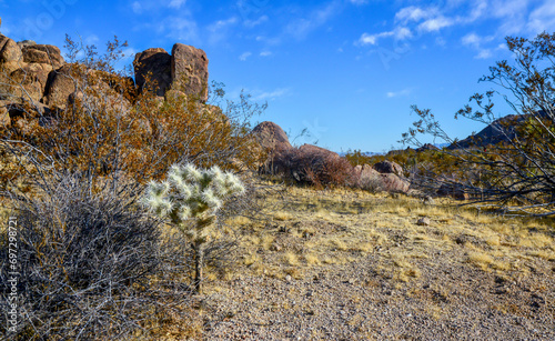 Landscape of a stone desert, Cylindropuntia echinocarpa - Cholla Cactus Garden Sunset Mojave Desert Joshua Tree National Park photo