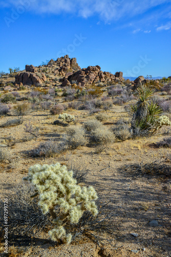 Cylindropuntia echinocarpa - Cholla Cactus Garden Sunset Mojave Desert Joshua Tree National Park photo