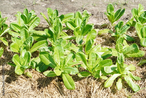 Mulching for growing Lactuce sativa. photo