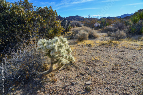 Cylindropuntia echinocarpa - Cholla Cactus Garden Sunset Mojave Desert Joshua Tree National Park photo