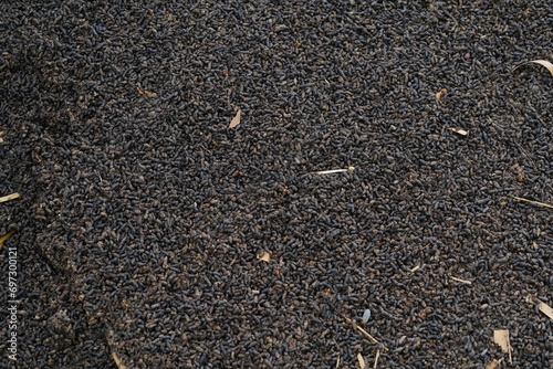 Bat droppings used to make compost. photo