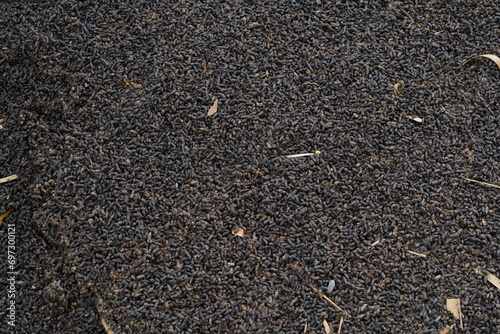 Canvas Print Bat droppings used to make compost.