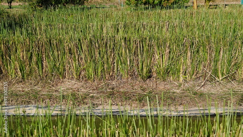 Vetiver grass cultivation to conserve the soil and water of the community. photo