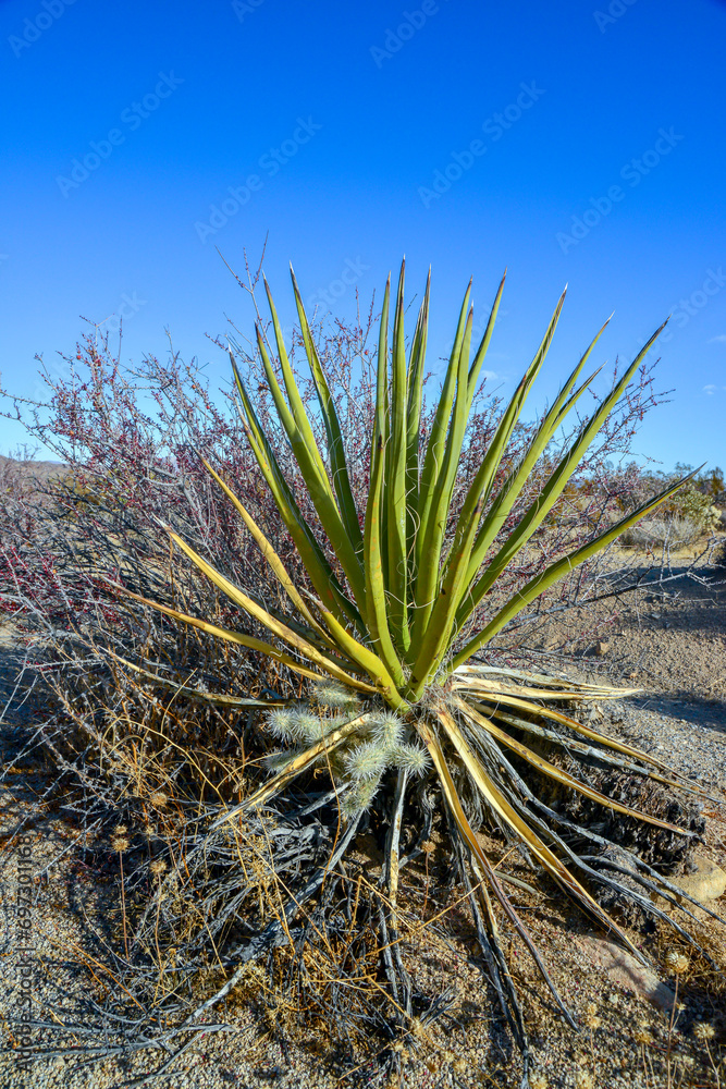 Rock desert landscape in California, yucca, cacti and desert plants in the foreground