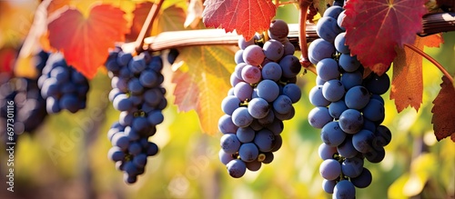 Autumn day, ripe Isabella wine grapes on the vine. photo