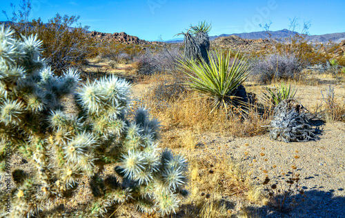 Cylindropuntia echinocarpa - Cholla Cactus Garden Sunset Mojave Desert Joshua Tree National Park photo