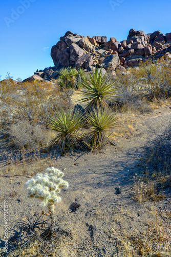 Cylindropuntia echinocarpa - Cholla Cactus Garden Sunset Mojave Desert Joshua Tree National Park photo