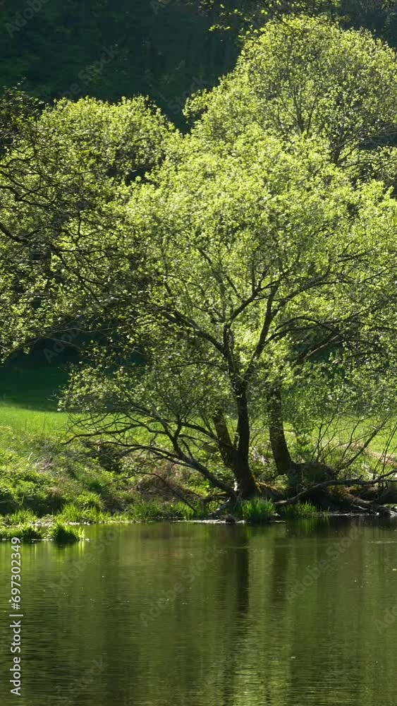 River Flowing in a Soft Green Forest Valley on a Sunny Spring Day River Flowing in a Soft Green Forest Valley on a Sunny Spring Day