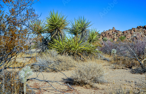 Rock desert landscape in California  yucca  cacti and desert plants in the foreground.