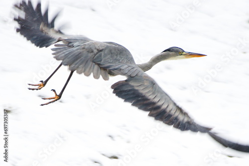 Ardea cinerea aka grey heron. Huge bird is flying above Becva river in Roznov pod Radhostem. Czech republic nature in winter. photo