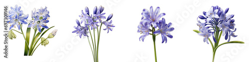 Squill Hyperrealistic Highly Detailed Isolated On Transparent Background Png File photo